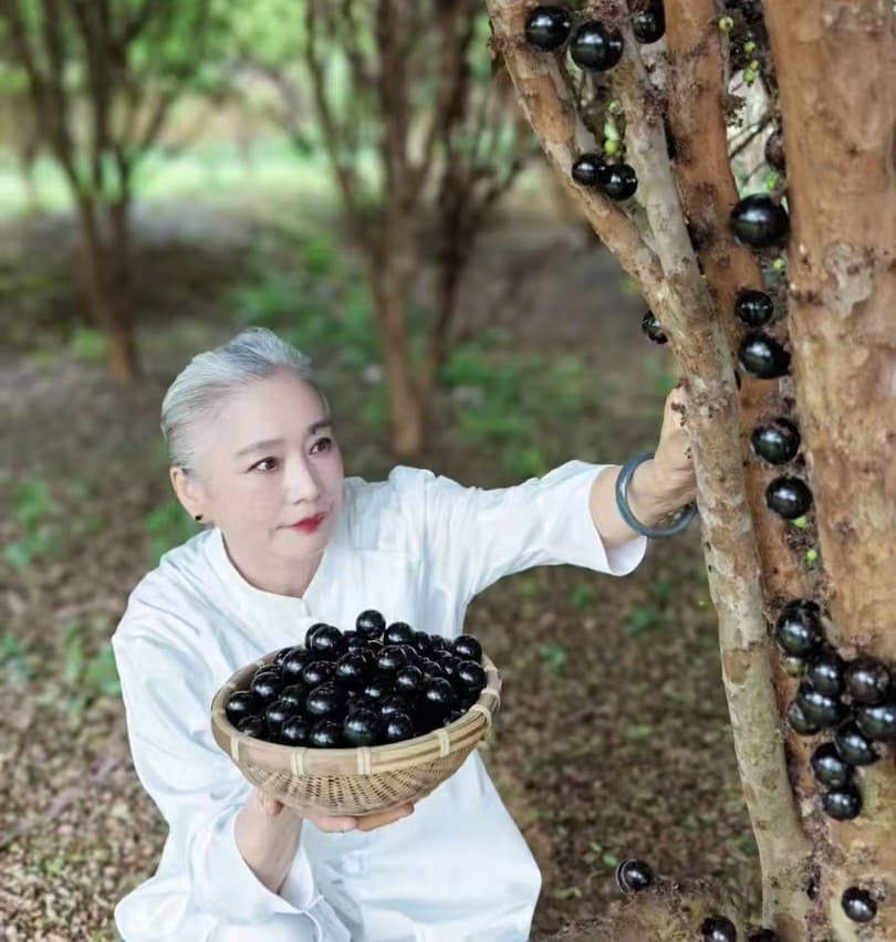 嘉寶果樹